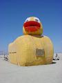 Rubber Duckie desert